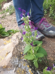 Salvia viridis
