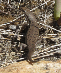 Trachylepis variegata