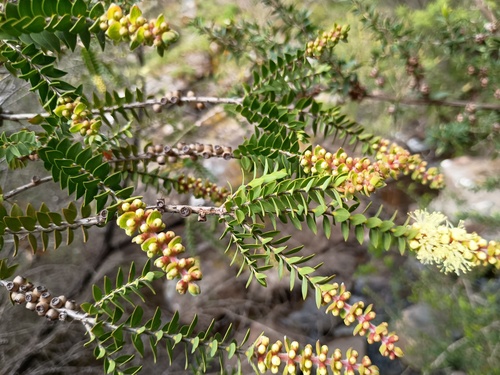 scented paperbark (Melaleuca squarrosa)