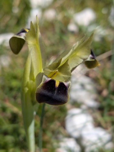 Snake's-head Iris (Iris tuberosa)
