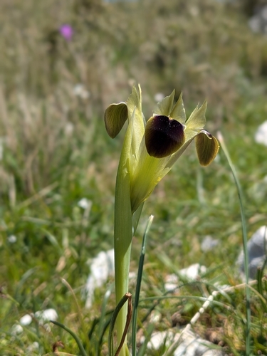 Iris tuberosa, photograph 4