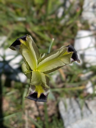 Iris tuberosa, photograph 5