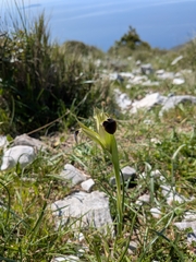 Iris tuberosa, photograph (c) Rhonda Ridley, some rights reserved (CC BY-SA)
