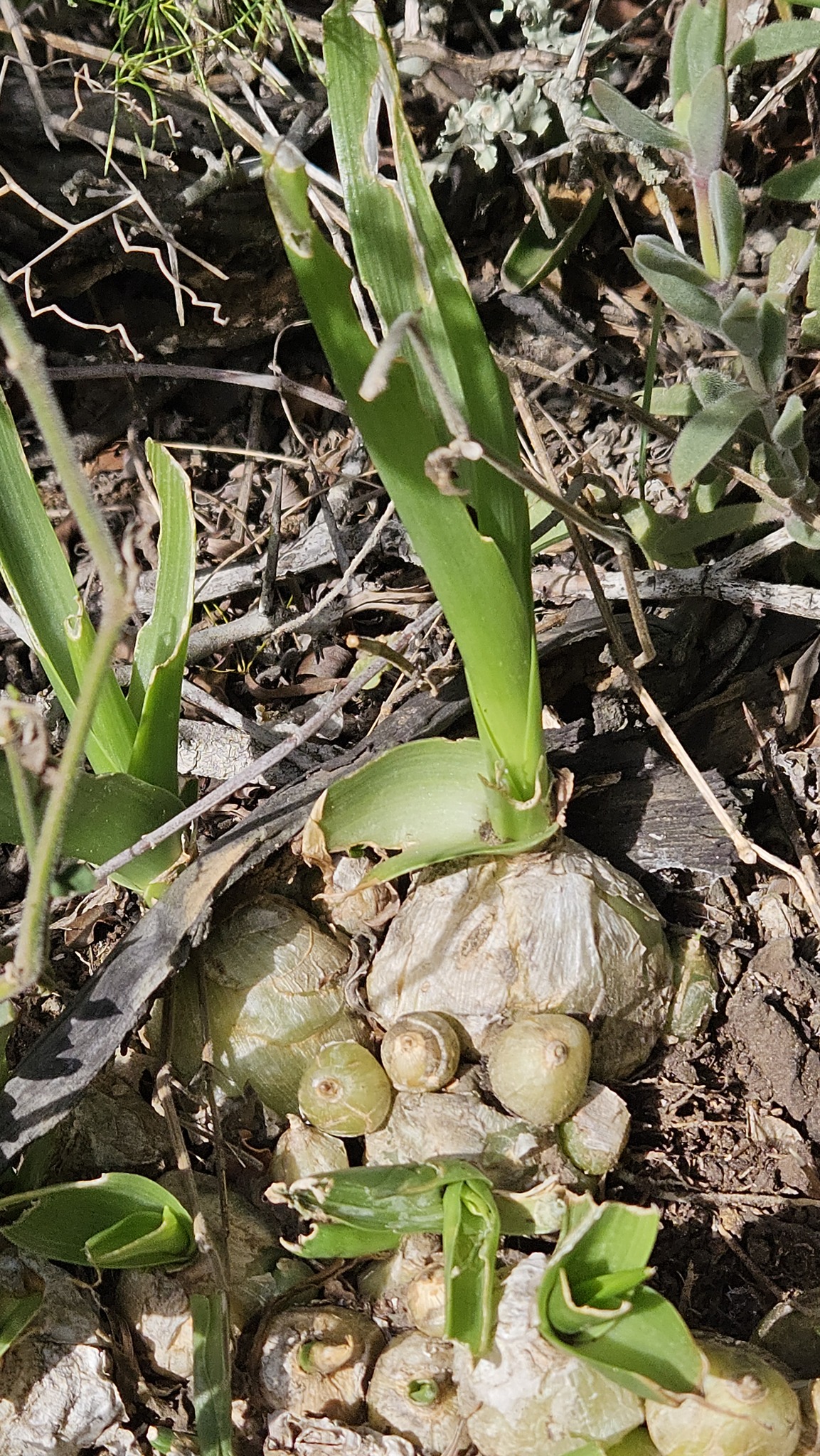 Imagem de Mini cebola