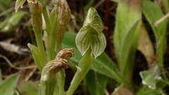 Pterostylis tanypoda