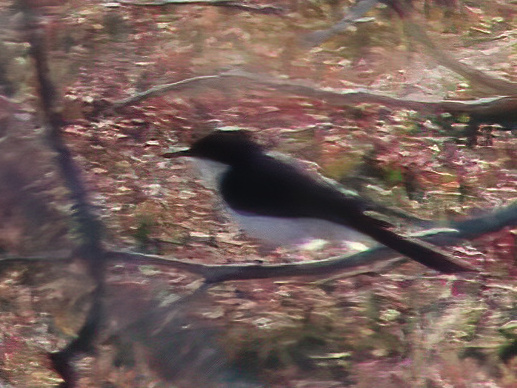 Restless Flycatcher (Myiagra inquieta), photo 8