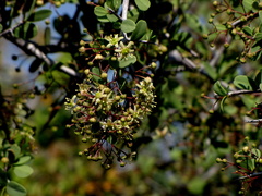 Gloveria integrifolia