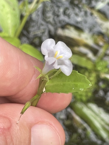 sparrow false pimpernel (Bonnaya antipoda)