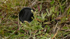 Pterostylis tanypoda