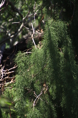 Asparagus buchananii image