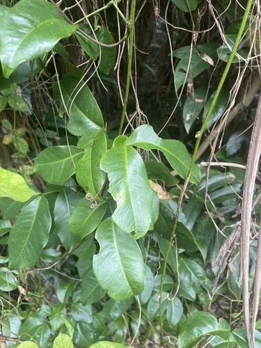Entada phaseoloides, photograph 2