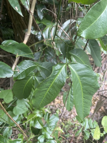 Entada phaseoloides, photograph 3