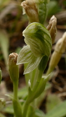 Pterostylis tanypoda