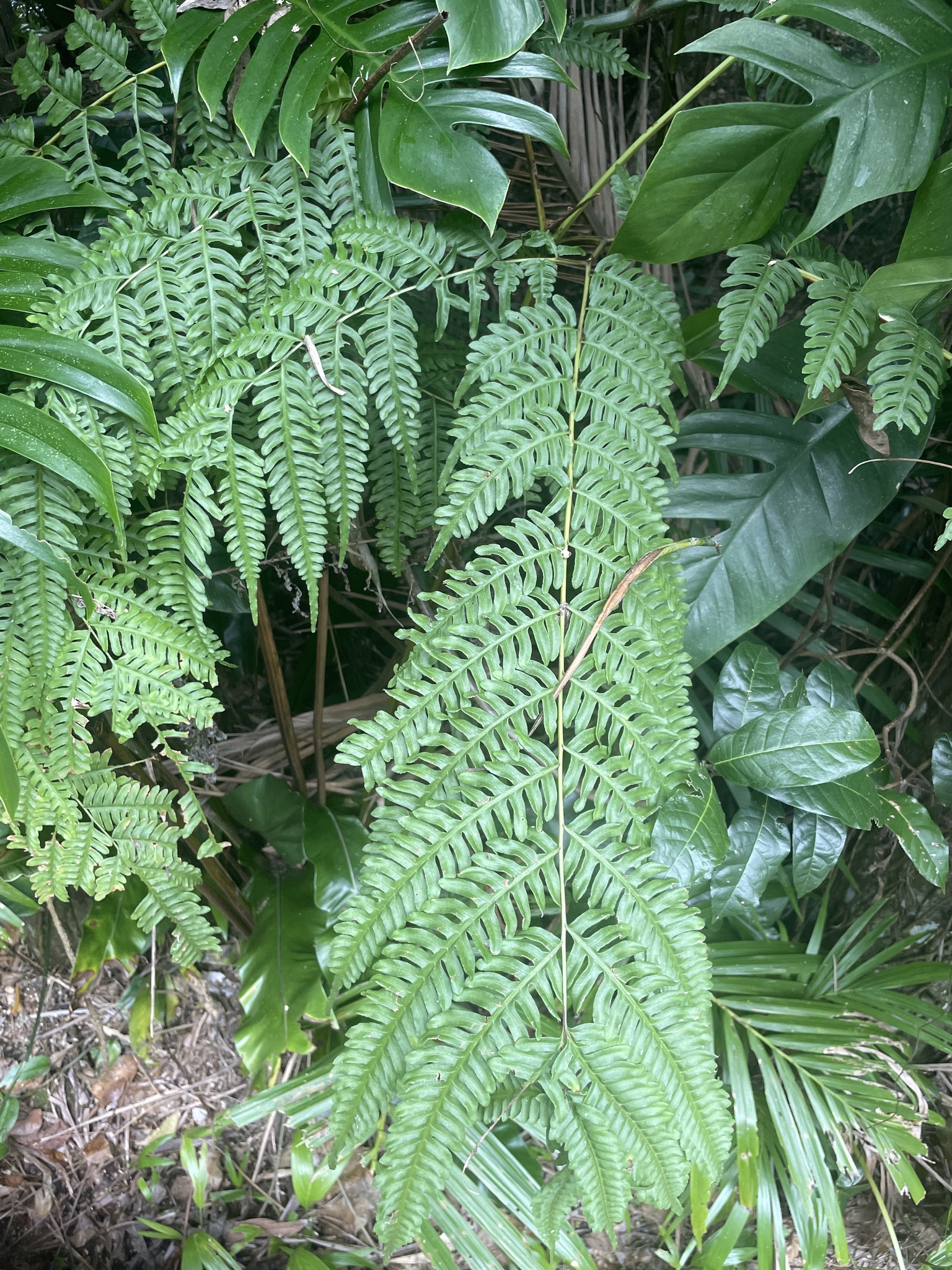 Giant Brake (Pteris tripartita)