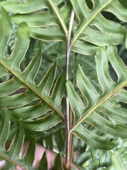 (c) Lisa Bennett, some rights reserved (CC BY) Pteris tripartita, photograph (c) Lisa Bennett, some rights reserved (CC BY)