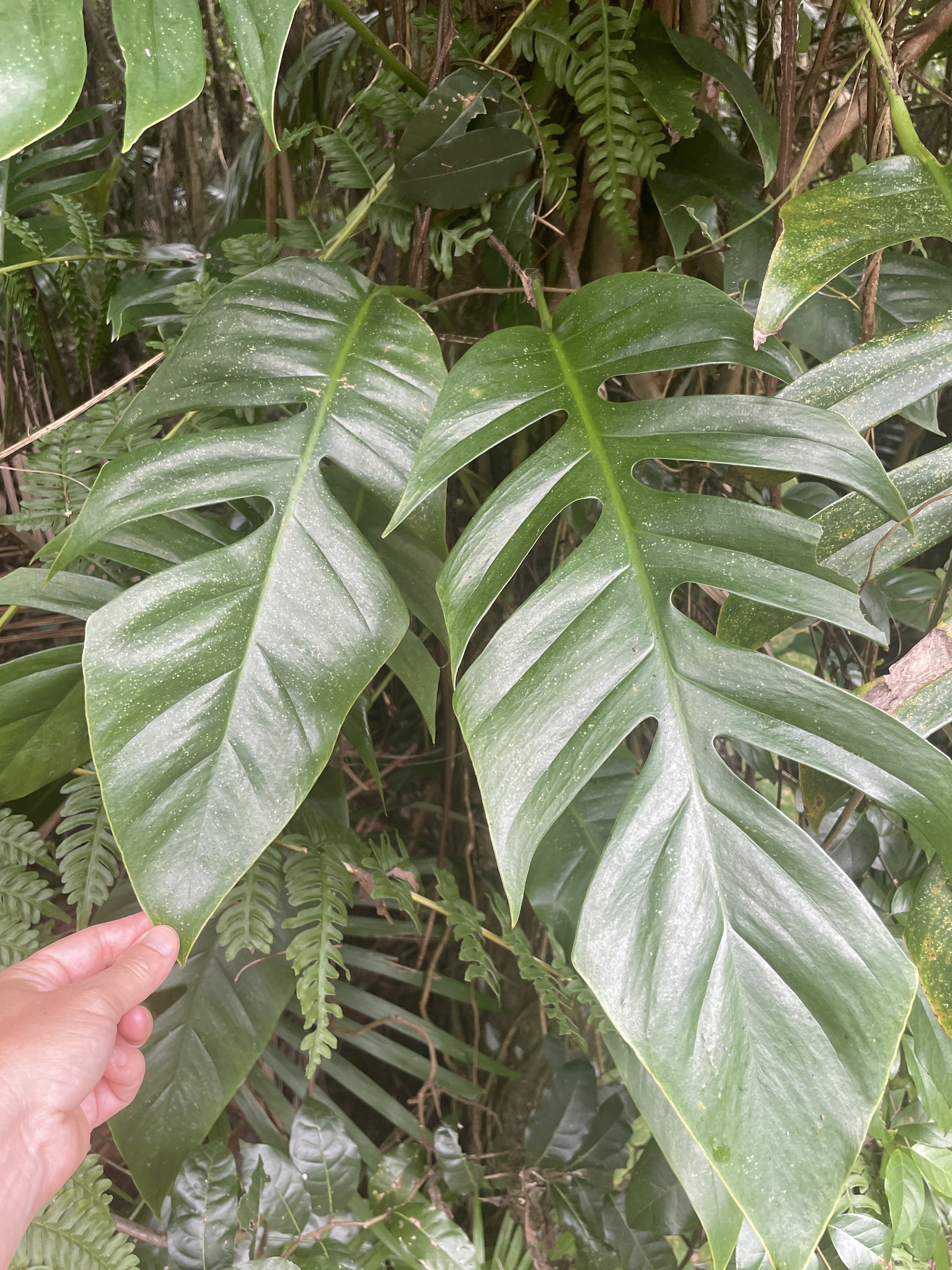 Centipede Tongavine (Epipremnum pinnatum)