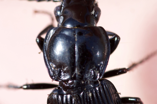 Pterostichus stygicus photo 3