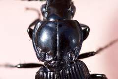 Pterostichus stygicus