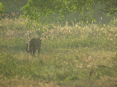 Panthera pardus kotiya