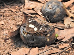 Aterica galene extensa