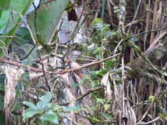 Cranioleuca erythrops