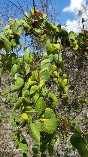 Dioscorea ovinala image