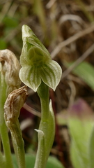 Pterostylis tanypoda
