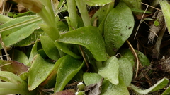 Pterostylis tanypoda