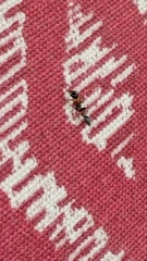 Pseudomyrmex gracilis