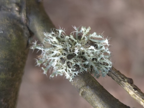 Hooded Rosette Lichen