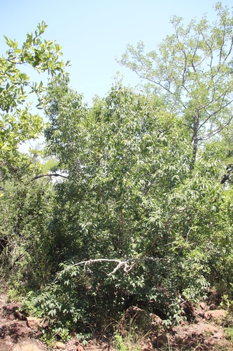 Ziziphus rivularis, photograph 5
