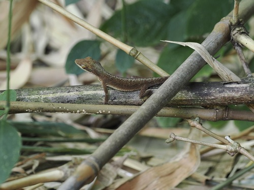 Anolis carolinensis observed 2026-04-08