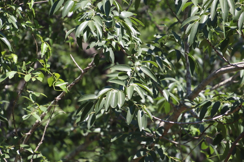 Image of Ziziphus rivularis by (c) Tony Rebelo, some rights reserved (CC BY-SA)