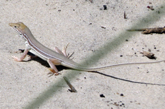 Meroles ctenodactylus