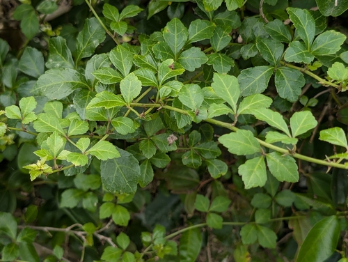 Three-leaved Eleutherococcus (Eleutherococcus trifoliatus)
