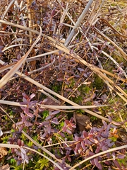 Vaccinium macrocarpon