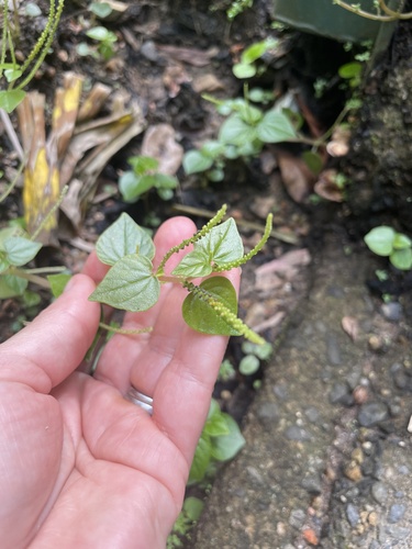 Man to Man (Peperomia pellucida)