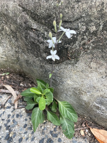 Pastel Flower (Pseuderanthemum variabile)
