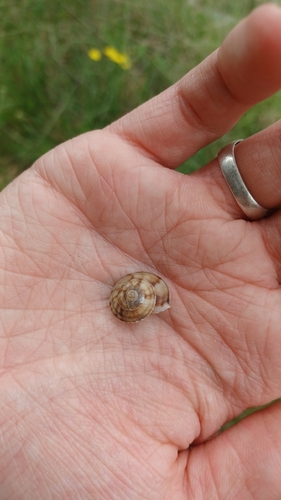 Helicigona lapicida