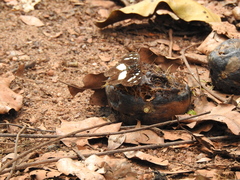 Aterica galene extensa