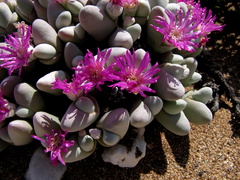 Gibbaeum pubescens