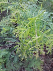 Acacia pubescens