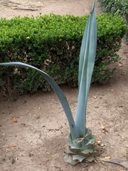 Agave tequilana