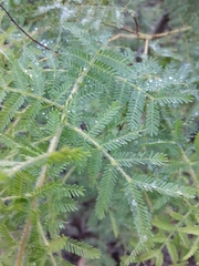 Acacia pubescens