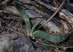Gasteria brachyphylla