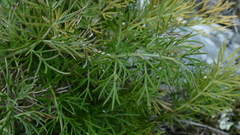 Anisotome brevistylis