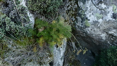 Anisotome brevistylis