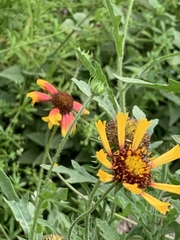 Gaillardia aestivalis