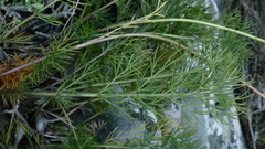 Anisotome brevistylis
