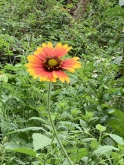 Gaillardia aestivalis